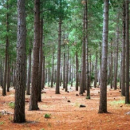 Pinus
