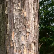 Cascas Pinus